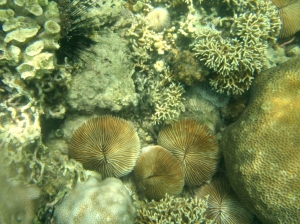 coral garden6 batangas